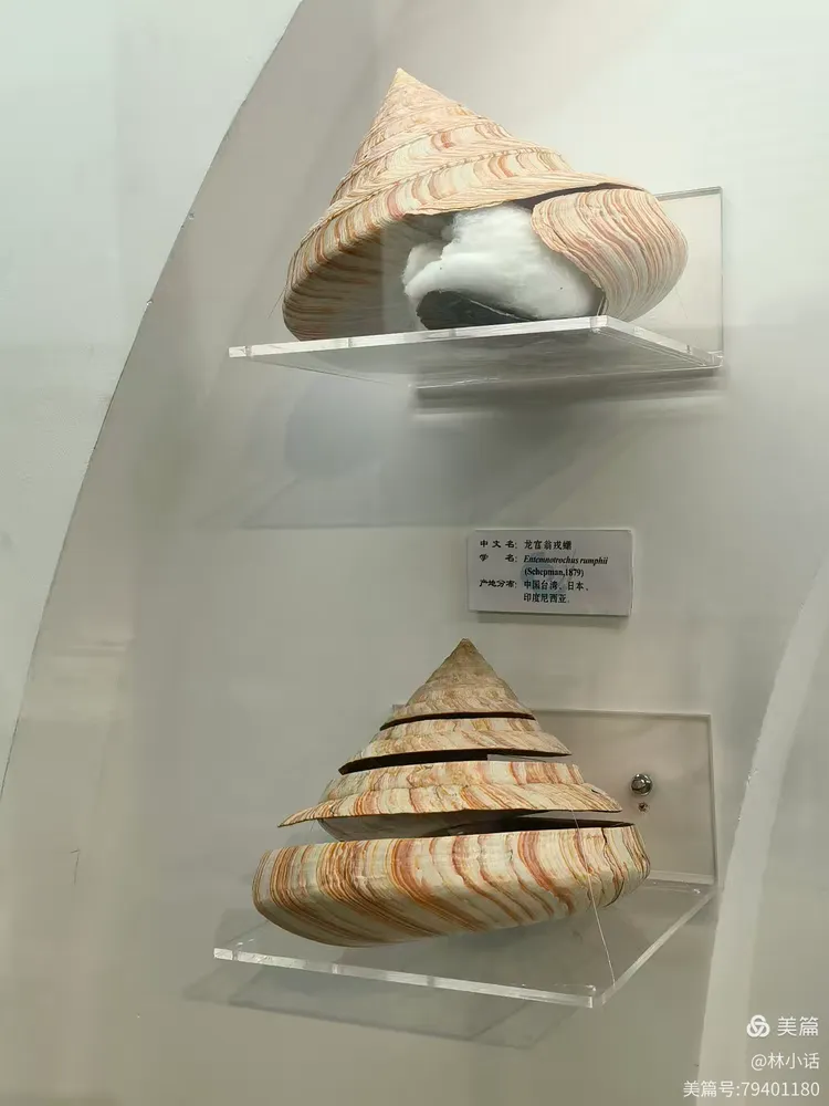【边旅行】大连贝壳博物馆